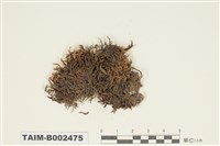 藏品(砂苔屬)的圖片